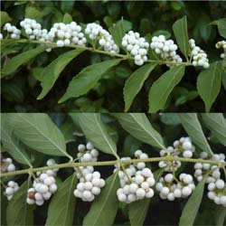 Arbuste aux bonbons Blanc / Callicarpa dichotoma Alba